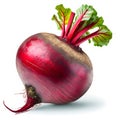 Whole vertical beet root with leaves isolated