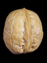 Whole walnut in shell isolated on black Royalty Free Stock Photo