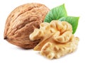 Whole walnut and walnut kernel with leaves isolated on white background Royalty Free Stock Photo