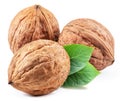 Whole walnut and walnut kernel with leaves isolated on white background Royalty Free Stock Photo