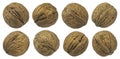 Whole walnuts isolated on white background, collection Royalty Free Stock Photo