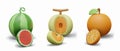 Whole watermelon, cantaloupe, orange and slice. Set of vector compositions Royalty Free Stock Photo