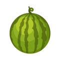 Whole watermelon illustration. Summer icon
