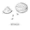 Whole watermelon, watermelon slice and watermelon seeds. Vector cartoon illustrations. Hand-drawn style Royalty Free Stock Photo