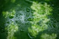 Whole wet watermelon close-up. peel with water drops. Royalty Free Stock Photo