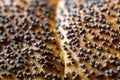 Whole wheat bread. Fresh loaf of rustic traditional bread with wheat poppy seeds in pattern of macro photography. Rye bakery with Royalty Free Stock Photo