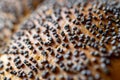 Whole wheat bread. Fresh loaf of rustic traditional bread with wheat poppy seeds in pattern of macro photography. Rye bakery with Royalty Free Stock Photo