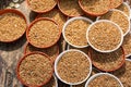 Whole wheat grains in bowl for spilling out to feed bird