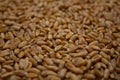 Whole wheat grains lie in the background top view. Brown grains of wheat create a beautiful background. Wheat is the Royalty Free Stock Photo