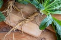 Whole wild teasel root on a table