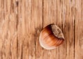 Whole wood nut close-up Royalty Free Stock Photo