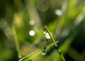 The whole world is in a drop of dew. Royalty Free Stock Photo