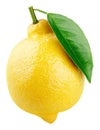 Whole yellow lemon citrus fruit with leaf on white