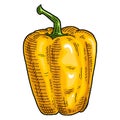Whole yellow sweet bell peppe. Vintage engraving vector illustration.