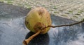 Whole young coconuts just picked from the tree