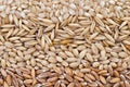 Wholegrains Royalty Free Stock Photo