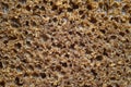 Rye Bread Texture Royalty Free Stock Photo