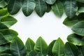 Wholesome frame Green plumeria leaf border isolated on white background Royalty Free Stock Photo