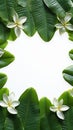 Wholesome frame Green plumeria leaf border isolated on white background Royalty Free Stock Photo