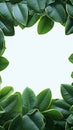 Wholesome frame Green plumeria leaf border isolated on white background Royalty Free Stock Photo