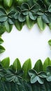 Wholesome frame Green plumeria leaf border isolated on white background Royalty Free Stock Photo