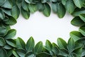 Wholesome frame Green plumeria leaf border isolated on white background Royalty Free Stock Photo