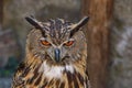 Whoo Dares To Disturb Me Royalty Free Stock Photo