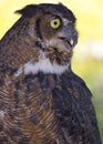 Great Horned Owl Royalty Free Stock Photo