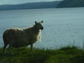 Whooly attentive sheep in front of a beautiful lake . Bad haircut for sheep lamb . Scottish english beautiful sheep scenic Royalty Free Stock Photo