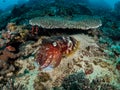 Whoop! Whoop! Whoop! Reef Cuttlefish. Sepia latimanus Royalty Free Stock Photo