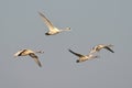 Whooper swan Royalty Free Stock Photo