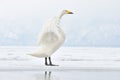 Whooper Swan