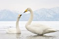 Whooper Swan Royalty Free Stock Photo
