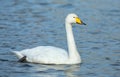 Whooper swan