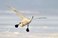 Whooper Swan