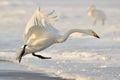 Whooper Swan Royalty Free Stock Photo