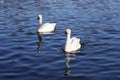 Whooper Swan Royalty Free Stock Photo