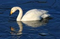 Whooper Swan