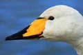 Whooper Swan Royalty Free Stock Photo