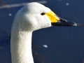 Whooper Swan, beautifil close-up portrait