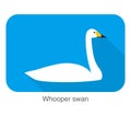 Whooper swan, cartoon flat icon vector illustration