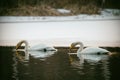 Whooper swan couple, drinking