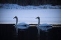 Whooper swan couple at night