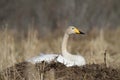 Whooper swan cygnus cygnus Royalty Free Stock Photo