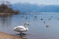 Whooper swan Cygnus on blue lagoon or lake water in sunny day Royalty Free Stock Photo