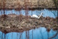 Whooper swan (Cygnus cygnus) came to the nest Royalty Free Stock Photo