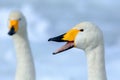 Whooper Swan, Cygnus cygnus, bird portrait with open bill, Lake Kusharo, other blurred swan in the background, winter scene with s Royalty Free Stock Photo