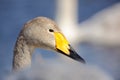 Whooper Swan, Cygnus cygnus, bird portrait with open bill, Lake Kusharo, other blurred swan in the background, winter scene with Royalty Free Stock Photo