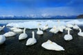 Whooper Swan, Cygnus cygnus, birds in the nature habitat, Lake Kusharo, winter scene with snow and ice in the lake, foggy mountain