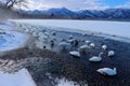 Whooper Swan, Cygnus cygnus, birds in the nature habitat, Lake Kusharo, winter scene with snow and ice in the lake, foggy mountain